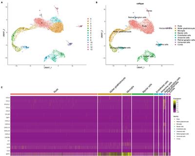 Single-cell sequencing reveals an important role of SPP1 and microglial activation in age-related macular degeneration